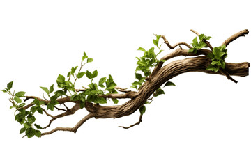 Twisted Jungle Branch with Growing Plant Transparent Background. Generative AI - obrazy, fototapety, plakaty