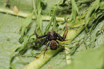 xysticus kochi spider macro photo