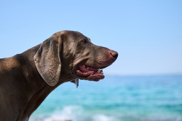 Weimaraner the dog.  Portrait of a dog at sea