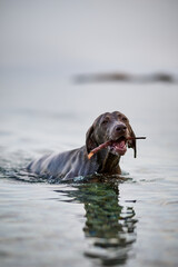 Weimaraner the dog swimming in a sea with a wooden stick. 
