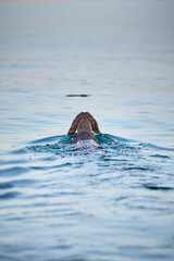 Weimaraner the dog swimming in a sea