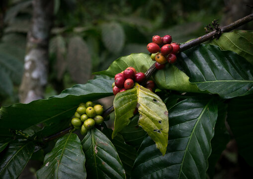 Coffee Beans On Plantation