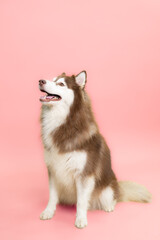 Sitting and panting Red and white Siberian Husky, isolated on pink background.