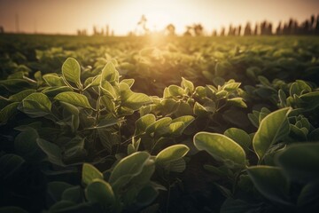 Soybean field with early morning soy plants. Generative AI