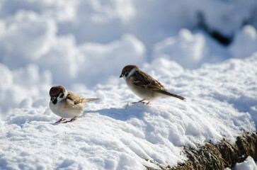 Eurasian tree sparrows Passer montanus saturatus. Kushiro Japanese Crane Reserve. Kushiro. Hokkaido. Japan.