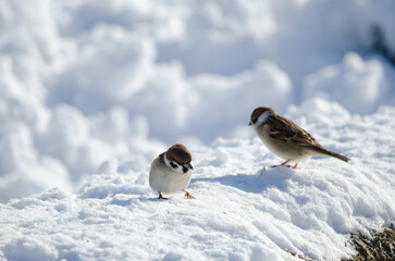 Eurasian tree sparrows Passer montanus saturatus. Kushiro Japanese Crane Reserve. Kushiro. Hokkaido. Japan.