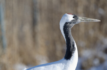 Red-crowned crane Grus japonensis. Kushiro Japanese Crane Reserve. Kushiro. Hokkaido. Japan.