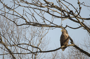 White-tailed eagle Haliaeetus albicilla. Kushiro Japanese Crane Reserve. Kushiro. Hokkaido. Japan.