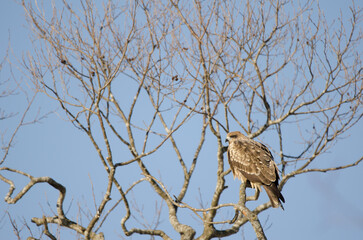 Black-eared kite Milvus migrans lineatus. Kushiro Japanese Crane Reserve. Hokkaido. Japan.