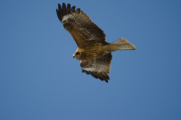 Black-eared kite Milvus migrans lineatus in flight. Kushiro Japanese Crane Reserve. Hokkaido. Japan.