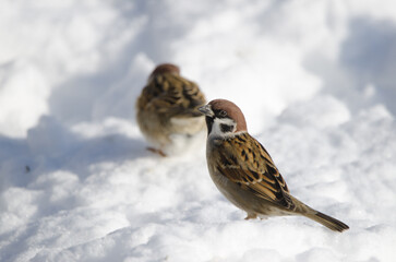 Eurasian tree sparrows Passer montanus saturatus on the snowy ground. Kushiro Japanese Crane Reserve. Kushiro. Hokkaido. Japan.