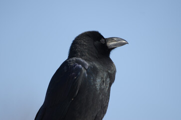 Large-billed crow Corvus macrorhynchos japonensis. Kushiro Japanese Crane Reserve. Kushiro. Hokkaido. Japan.