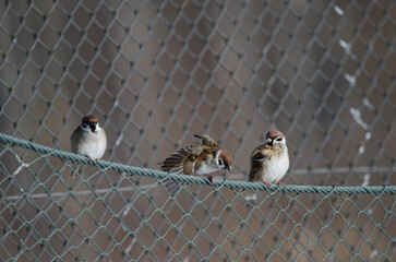 Eurasian tree sparrows Passer montanus saturatus. Kushiro Japanese Crane Reserve. Kushiro. Hokkaido. Japan.