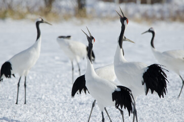 Red-crowned cranes Grus japonensis honking. Tsurui-Ito Tancho Sanctuary. Kushiro. Hokkaido. Japan.
