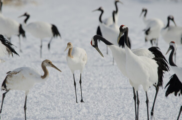 Red-crowned cranes Grus japonensis. Tsurui-Ito Tancho Sanctuary. Kushiro. Hokkaido. Japan.