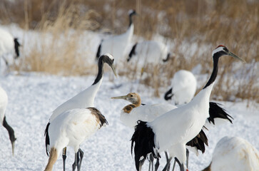 Red-crowned cranes Grus japonensis. Tsurui-Ito Tancho Sanctuary. Kushiro. Hokkaido. Japan.