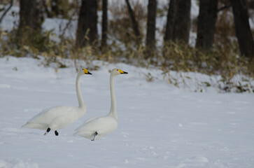 Whooper swans Cygnus cygnus. Tsurui-Ito Tancho Sanctuary. Kushiro. Hokkaido. Japan.