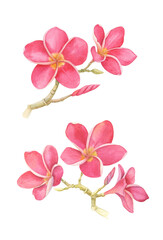 Plumeria flowers, two branches with tropical flowers, isolated watercolor illustration