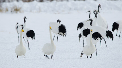 Whooper swans Cygnus cygnus. Tsurui-Ito Tancho Sanctuary. Kushiro. Hokkaido. Japan.