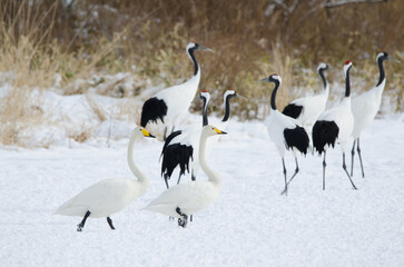 Whooper swans Cygnus cygnus. Tsurui-Ito Tancho Sanctuary. Kushiro. Hokkaido. Japan.