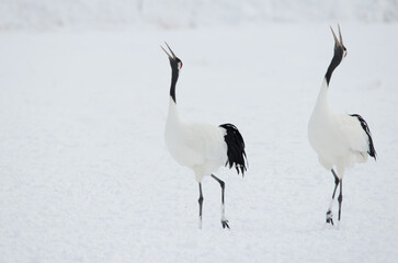Pair of red-crowned cranes Grus japonensis in courtship dance. Tsurui-Ito Tancho Sanctuary. Kushiro. Hokkaido. Japan.