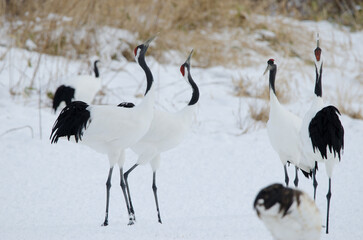 Obraz premium Red-crowned cranes Grus japonensis. Tsurui-Ito Tancho Sanctuary. Kushiro. Hokkaido. Japan.