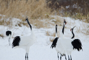 Red-crowned cranes Grus japonensis honking. Tsurui-Ito Tancho Sanctuary. Kushiro. Hokkaido. Japan.