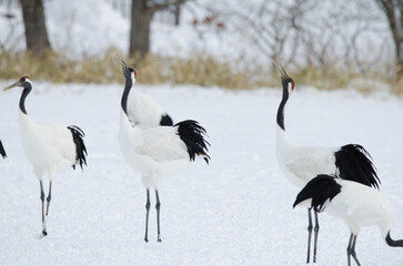 Red-crowned cranes Grus japonensis honking. Tsurui-Ito Tancho Sanctuary. Kushiro. Hokkaido. Japan.