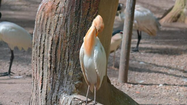 portrait of a bird bubulcus ibis on a tree trunk