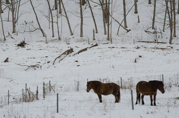 Dosanko horses. Tsurui Dosanko Ranch. Kushiro. Hokkaido. Japan.