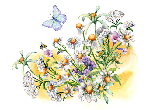 Composition of chamomile, yarrow, medicinal plants, watercolor splash illustration isolated on white. Purple, yellow flower, bee, butterfly hand drawn. Design for label, package, postcard, card