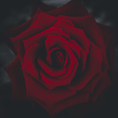 Red rose flower in macro shot. red rose in dark tone.