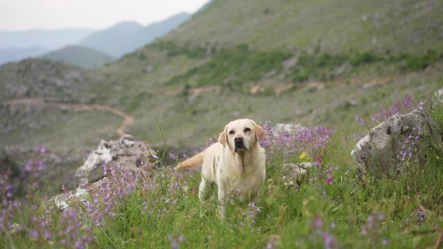 dog among wild flowers against the backdrop of mountains. Fawn Labrador Retriever stands and wags his tail in nature