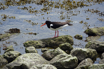 Atlantic puffin on the rocks in the Waddensea