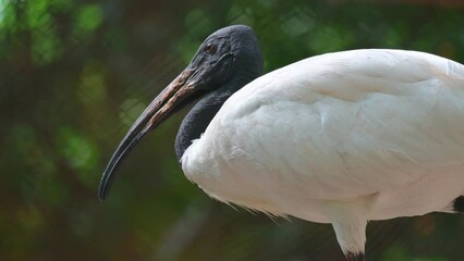 Close up bird Australian white ibis (Threskiornis molucca) ,with a white body and black head