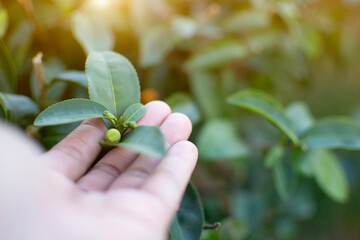 Sprout of green tea in hand, famer pick leafs of green tea