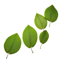 green leaves isolated on transparent background