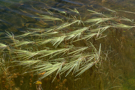 Glyceria fluitans. Floating sweet-grass plants in the Tabuyo del Monte Reservoir, León, Spain.