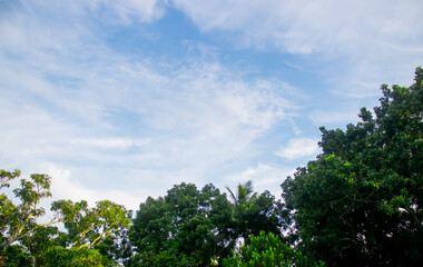 Green nature with blue sky and white clouds
