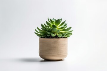 succulent Plant with pot isolated on white background, created by Generative AI