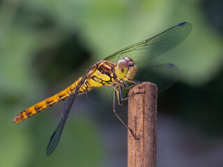 Libelle
