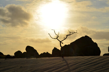 Silhouetted Tree with Branches at Sunrise in Aruba
