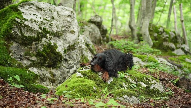 Black dog lies on a mossy stone in the forest, greenery. Gordon setter outdoors in summer. Walking with a pet