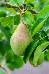 pear fruit on a branch with green leaves