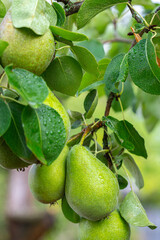 pear fruit on a branch with green leaves