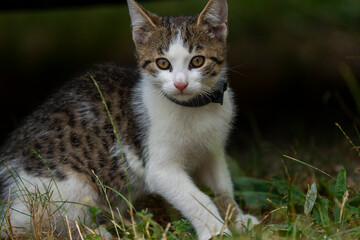A cute cat with grey white fur baby cute funny kitty adorable pet and beautiful pink nose.