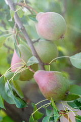 pear fruit on a branch with green leaves