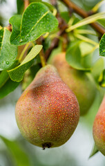 pear fruit on a branch in drops
