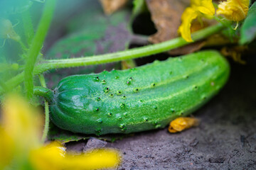 growing cucumber on a branch