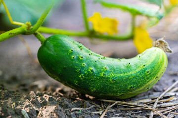 growing cucumber on a branch with leaves